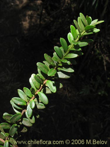 Imágen de Maytenus disticha (Racoma / Maitencito). Haga un clic para aumentar parte de imágen.